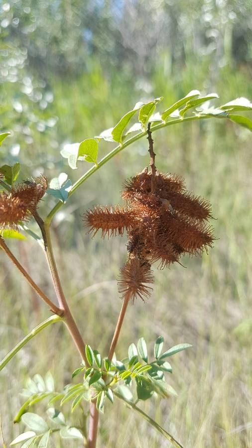 Glycyrrhiza lepidota fruit