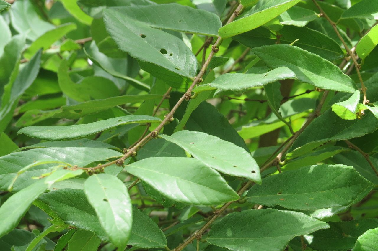 Bridelia ferruginea leaf