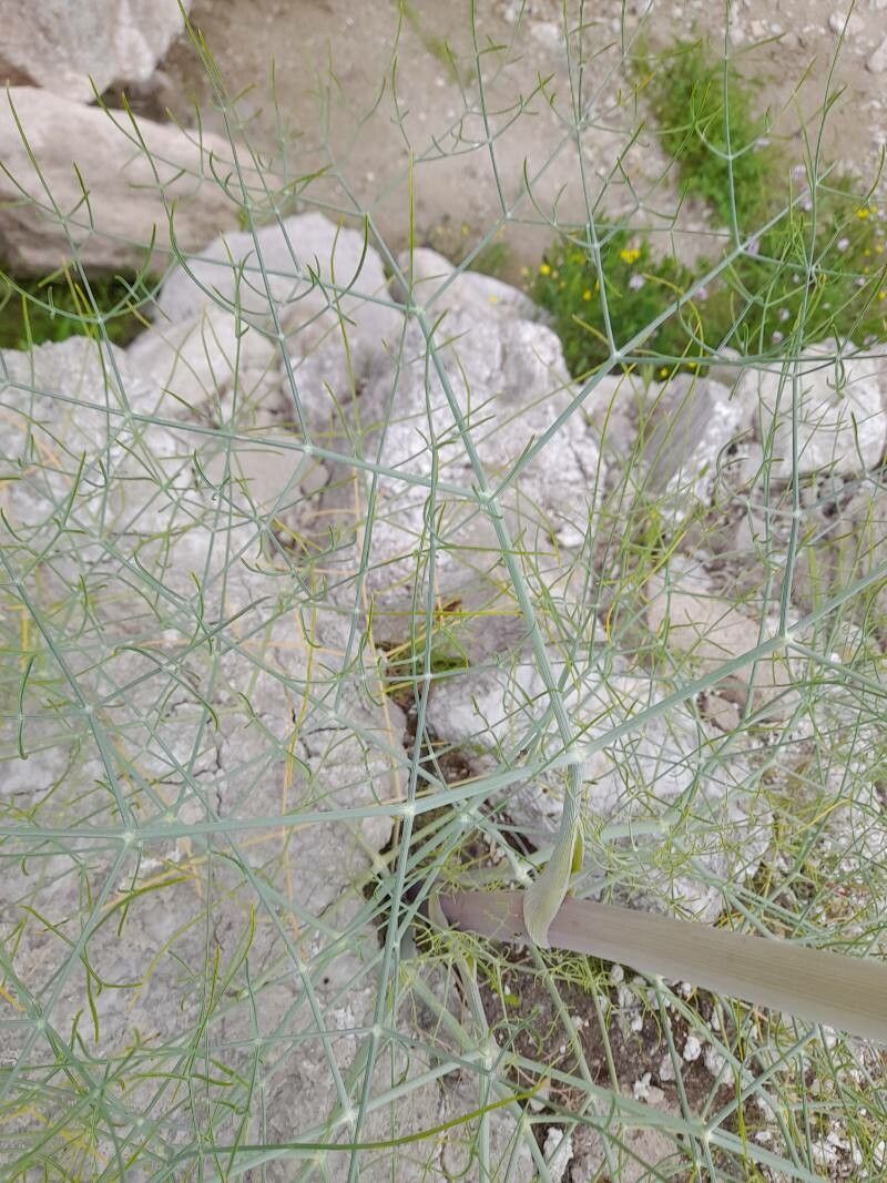 Ferula persica — search result for 'Ferula'