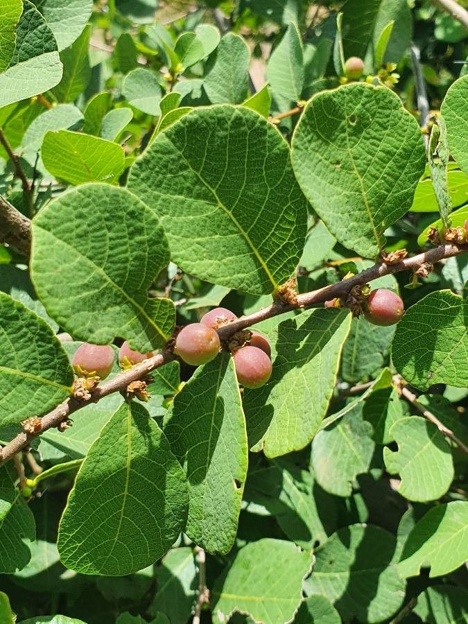 Bridelia taitensis fruit