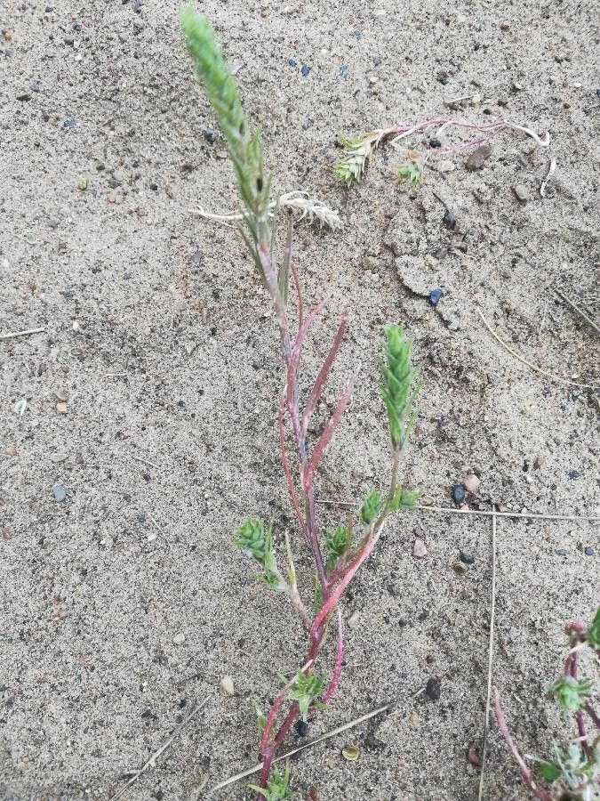 Corispermum pallasii leaf