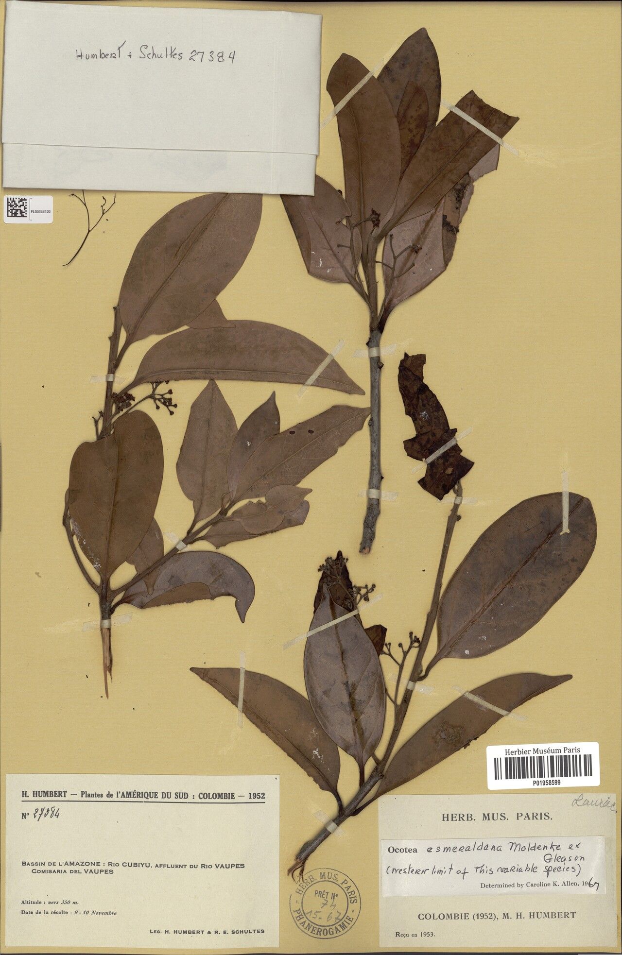 Ocotea esmeraldana leaf