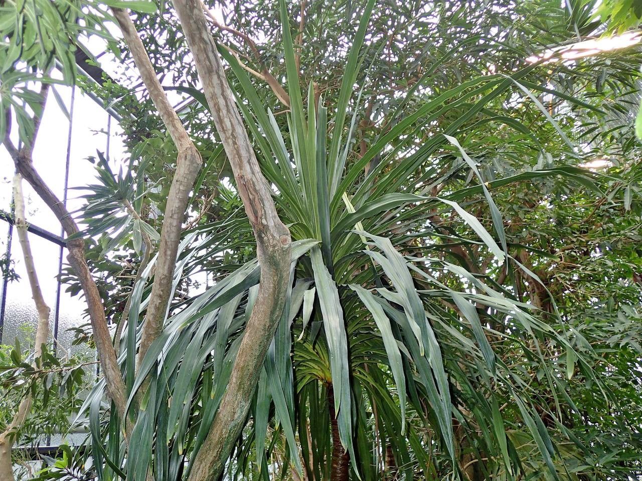 Dracaena umbraculifera habit