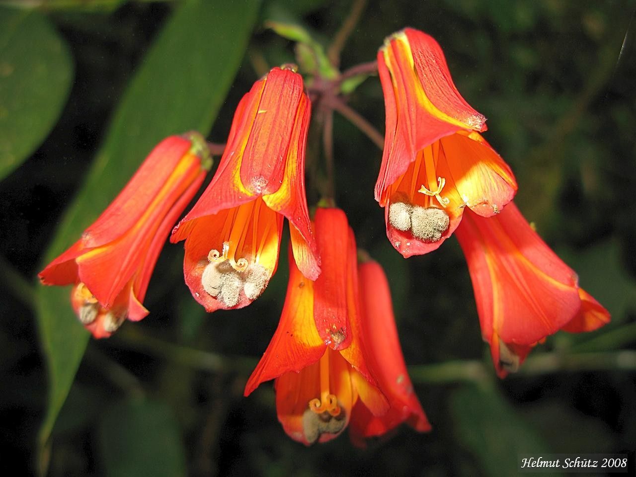 Bomarea costaricensis flower