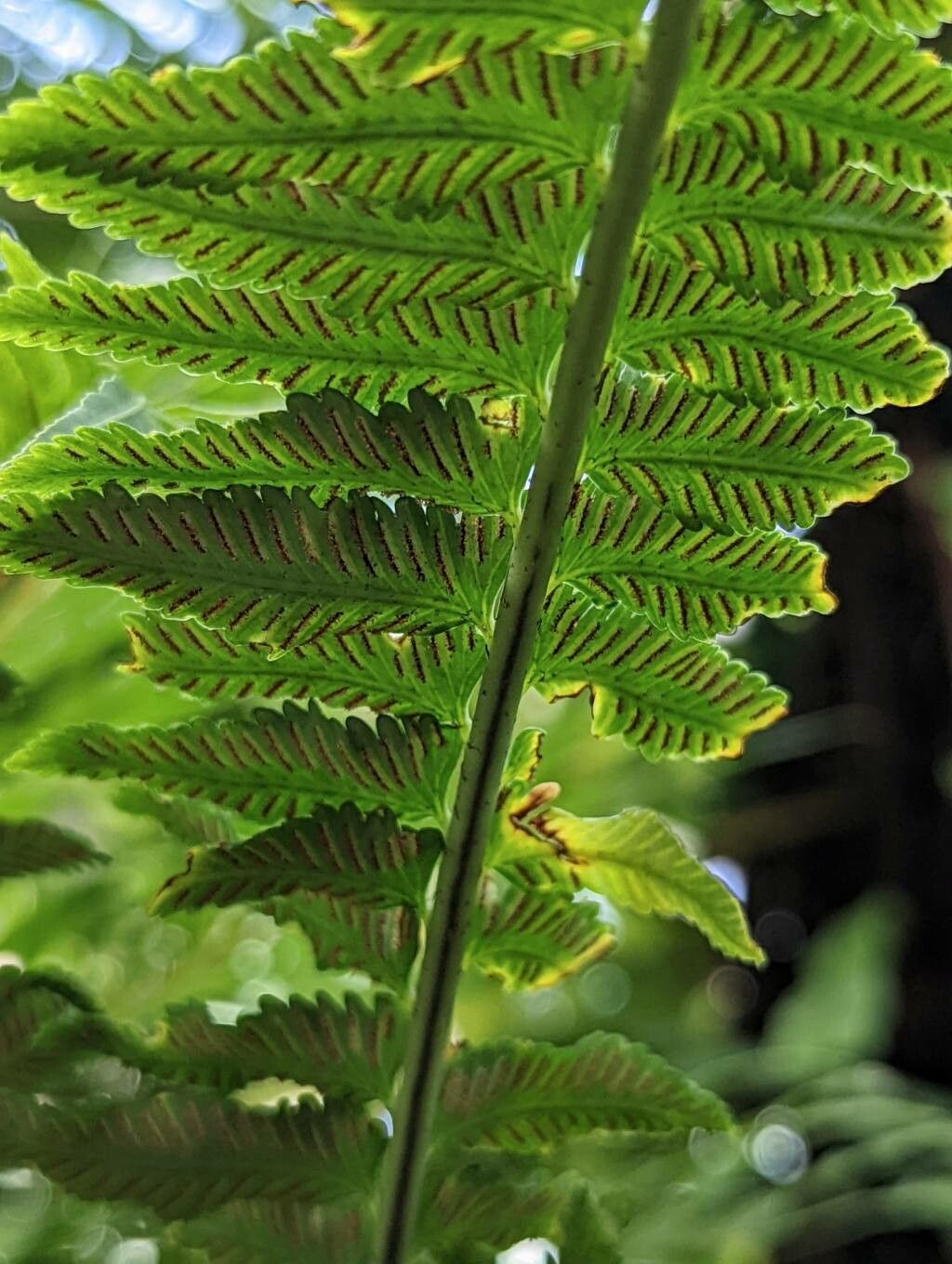 Asplenium harpeodes fruit