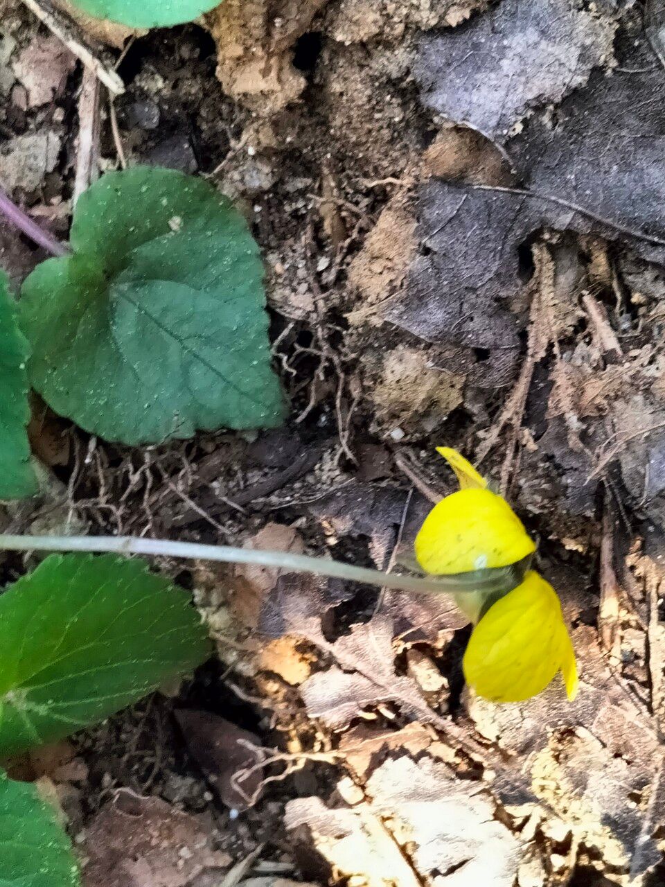 Viola rotundifolia flower