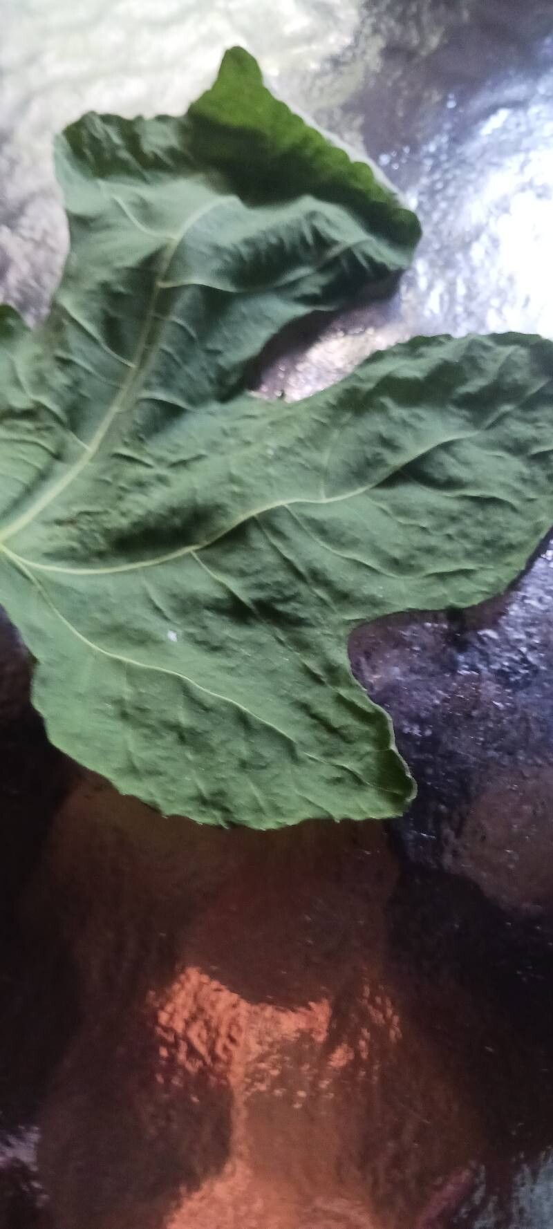 Dorstenia drakena — search result for 'Moraceae'