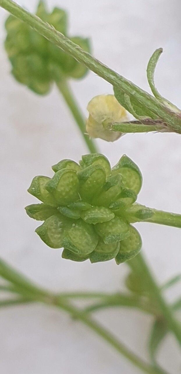 Ranunculus trilobus fruit