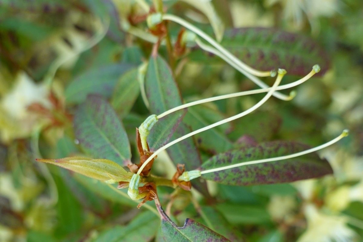 Rhododendron lutescens fruit
