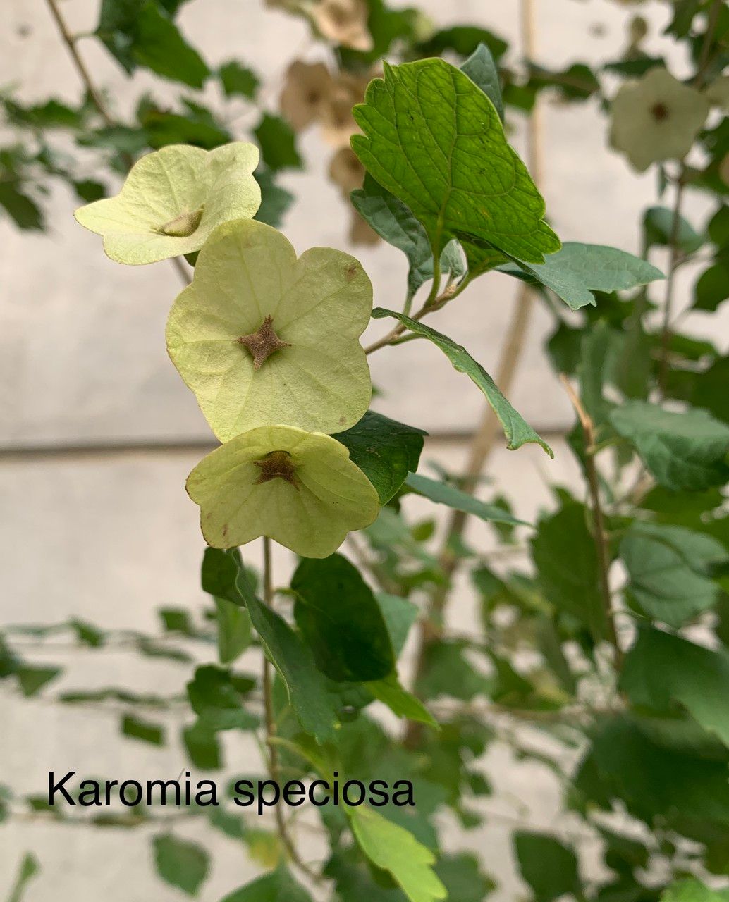 Karomia speciosa flower