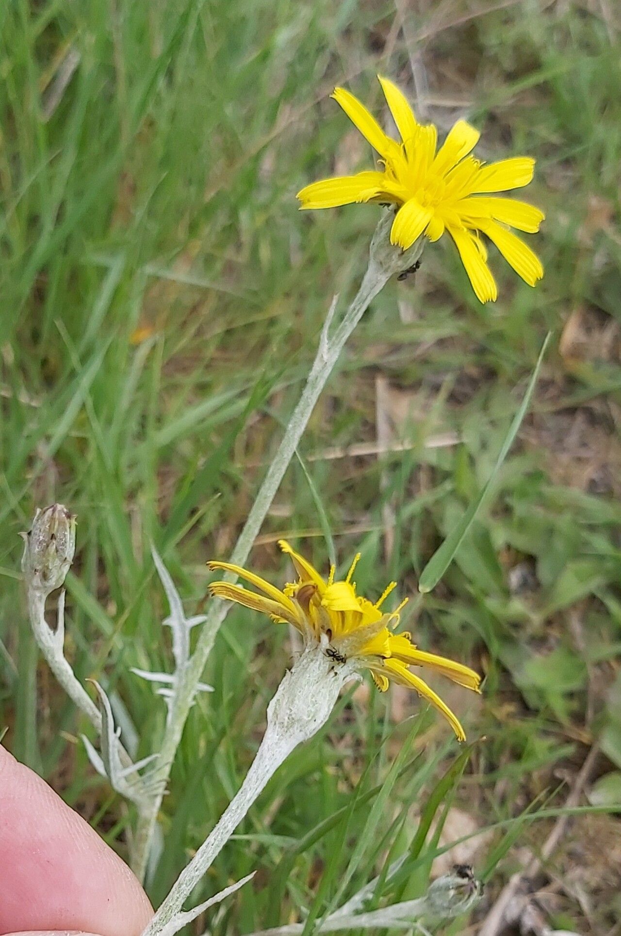 Scorzonera cana flower