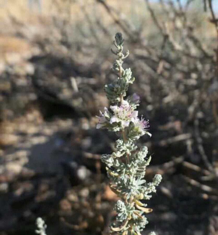 Reaumuria hirtella flower