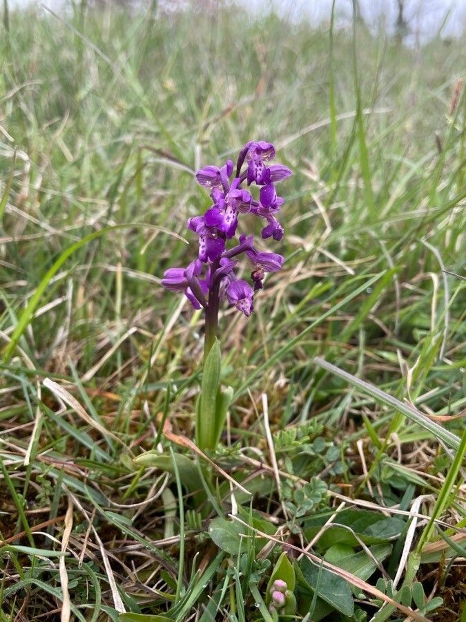 Anacamptis morio leaf