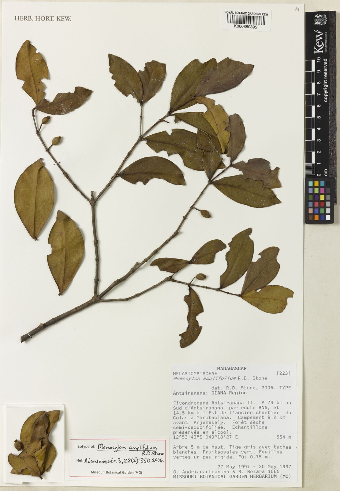 Memecylon amplifolium — search result for 'Memecylon'