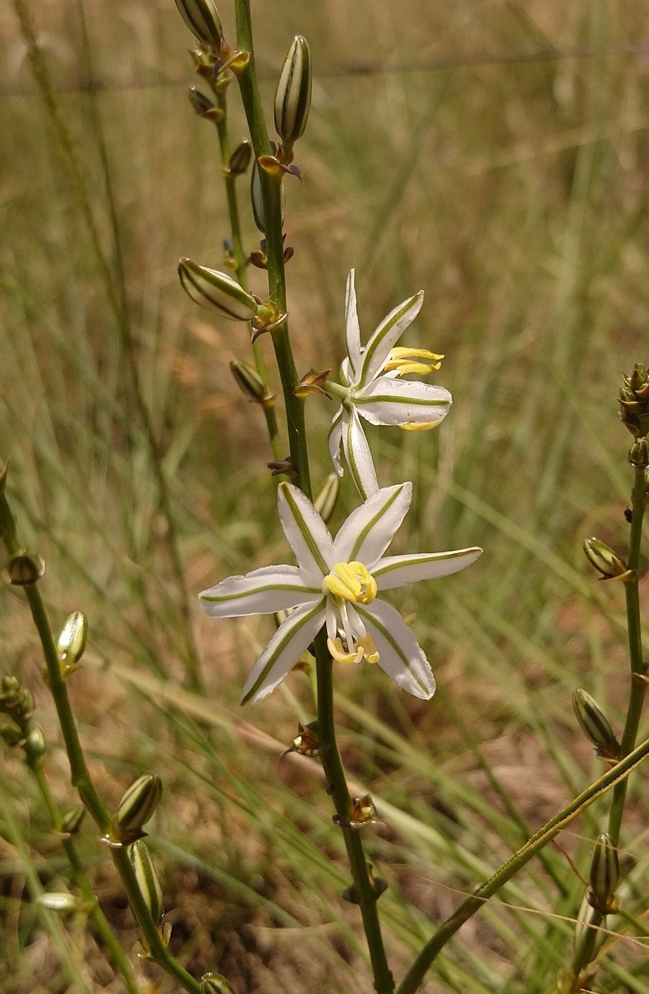Chlorophytum recurvifolium flower
