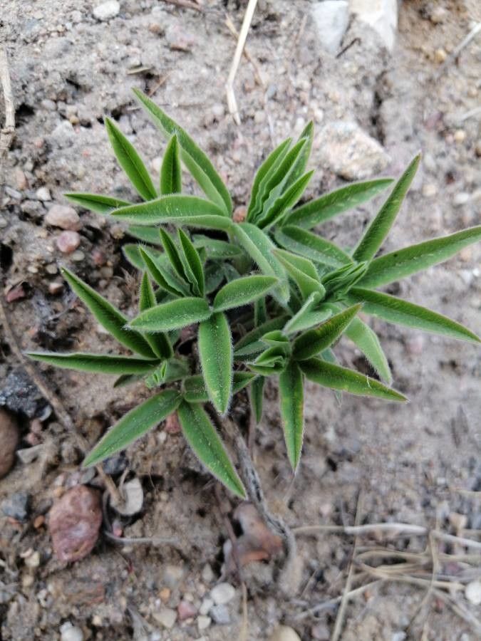 Lupinus texensis leaf