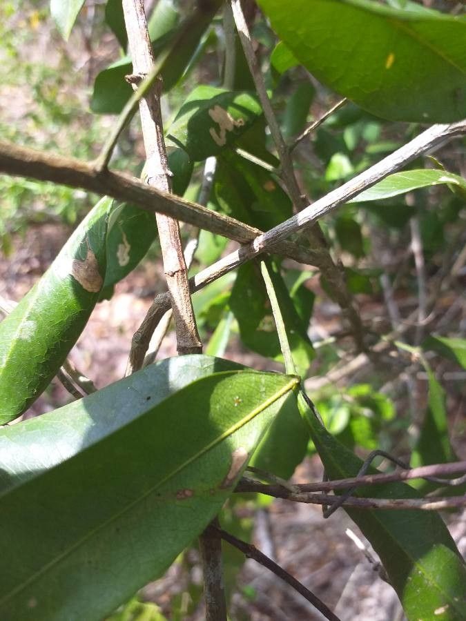 Vepris trichocarpa bark