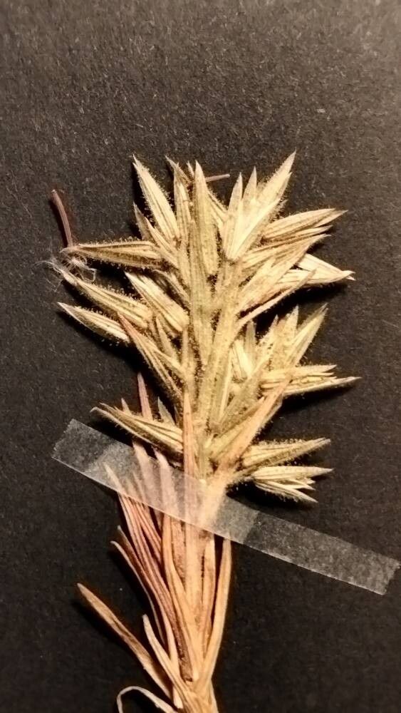 Minuartia meyeri flower