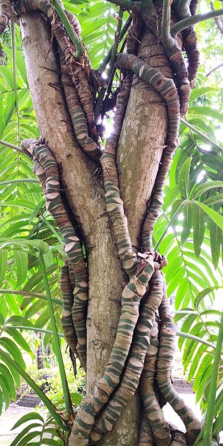 Rhaphidophora decursiva bark