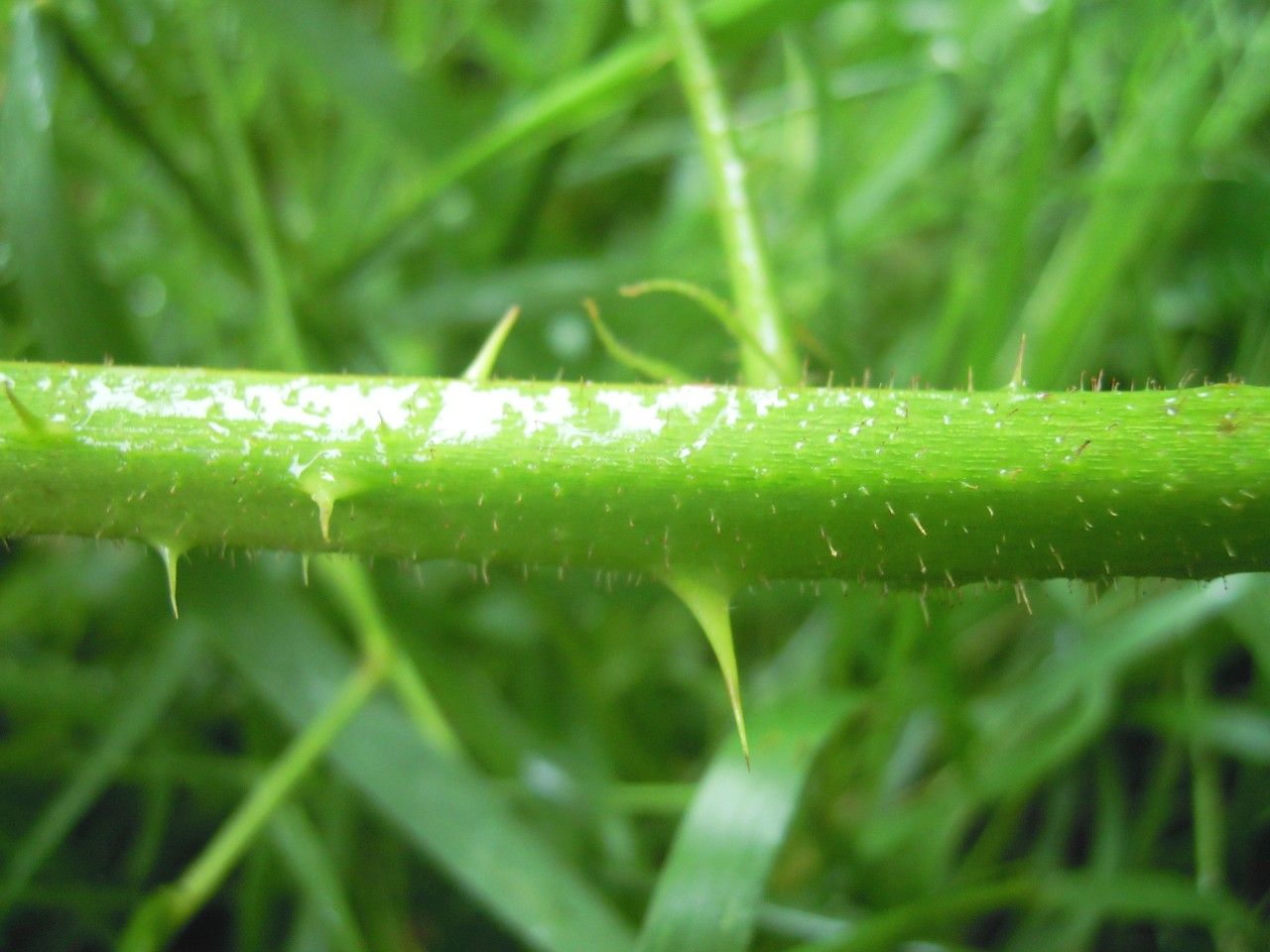 Rubus tamarensis bark
