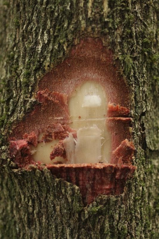 Maytenus oblongata other