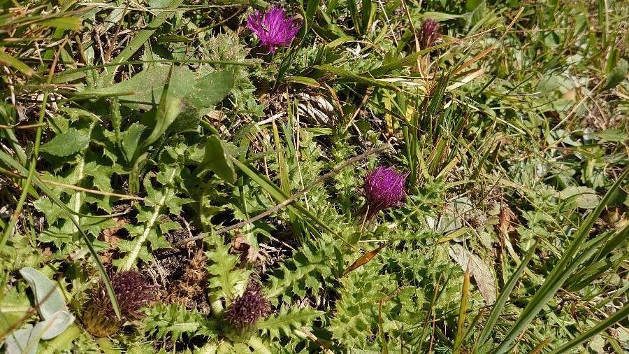Cirsium acaulon