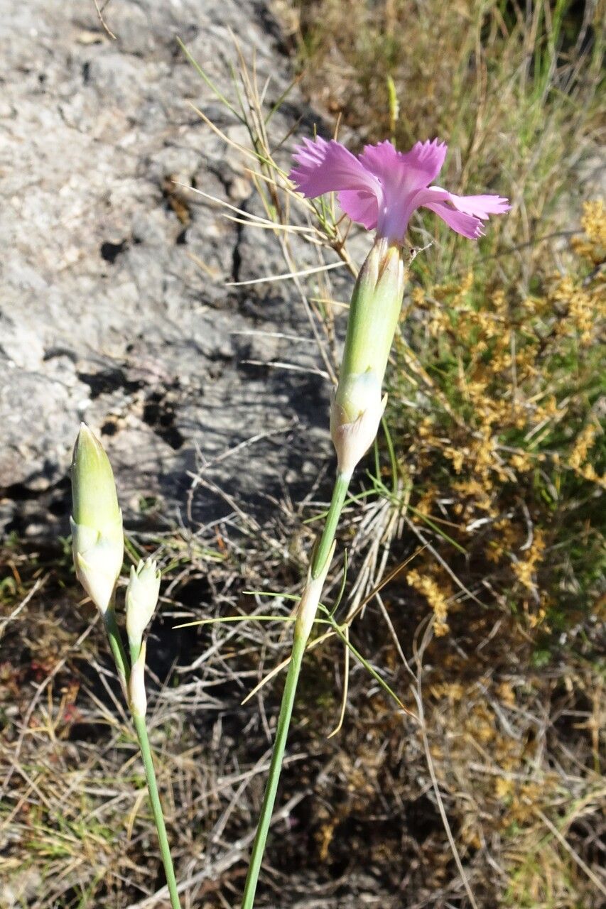 Dianthus virgineus flower