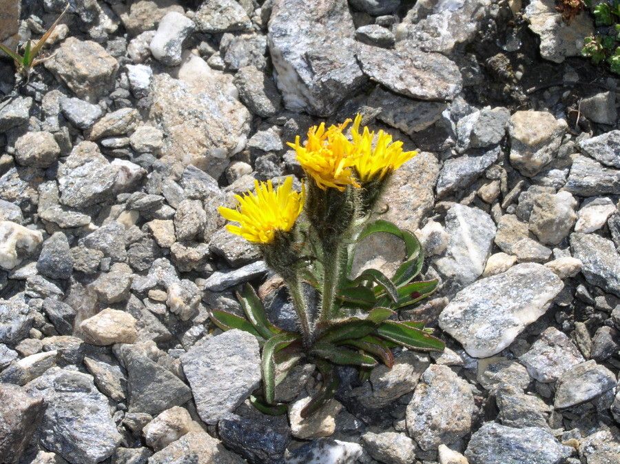 Crepis rhaetica leaf