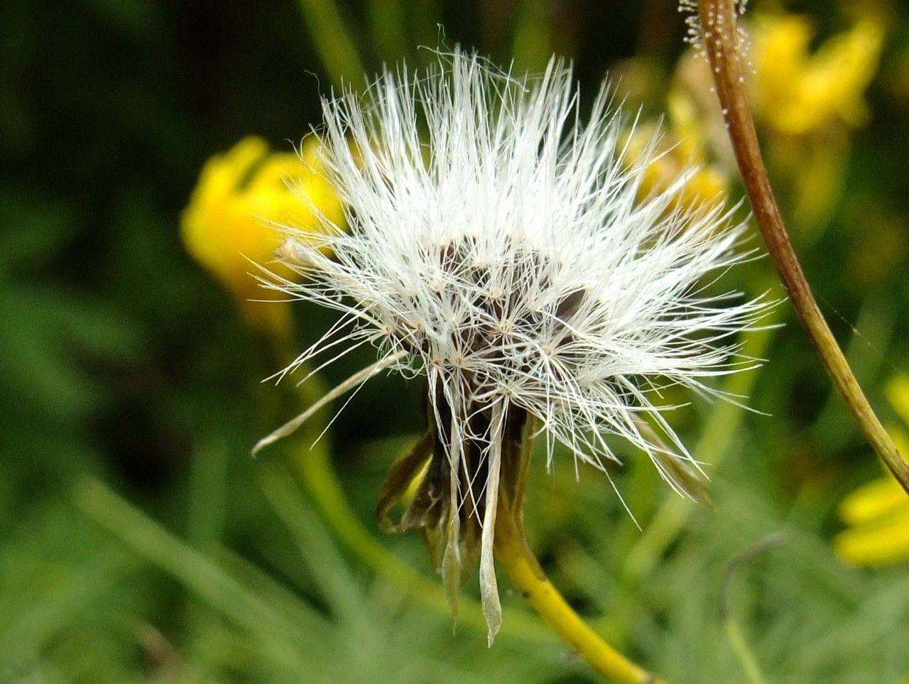 Sonchus wildpretii fruit