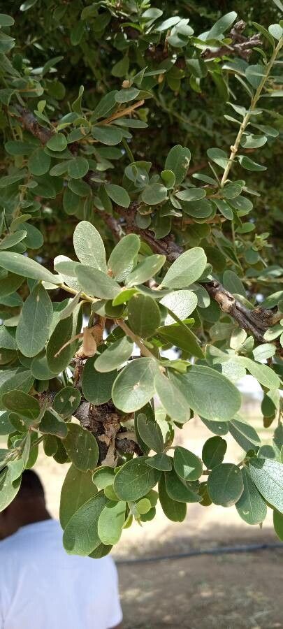 Boscia albitrunca — related species from the same genus