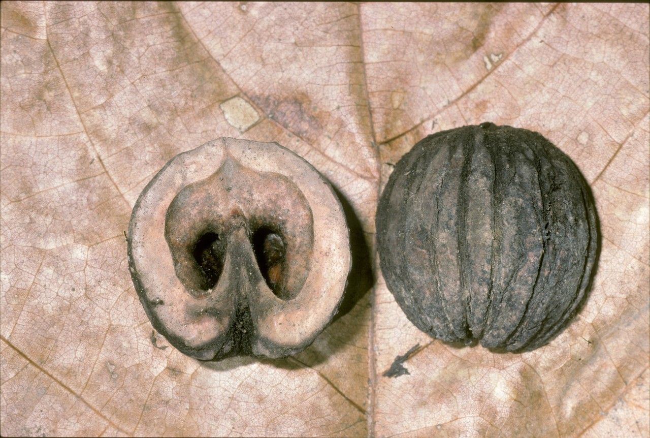 Juglans pyriformis fruit