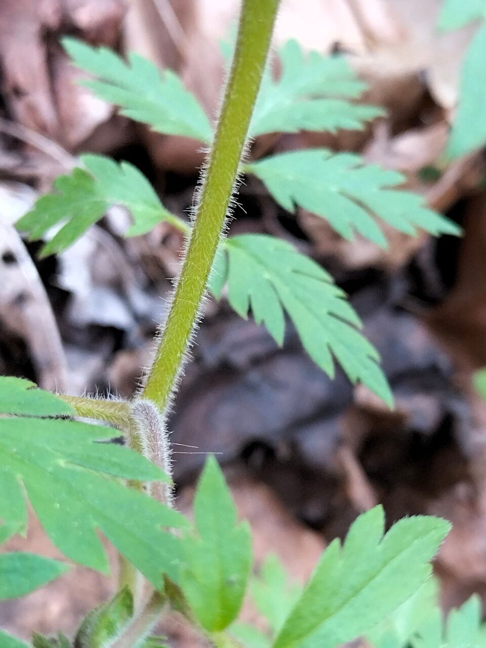 Phacelia bipinnatifida bark