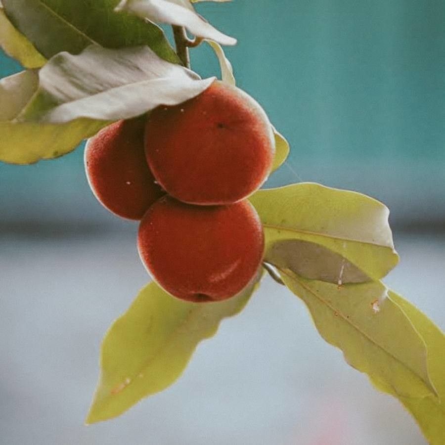 Diospyros discolor fruit