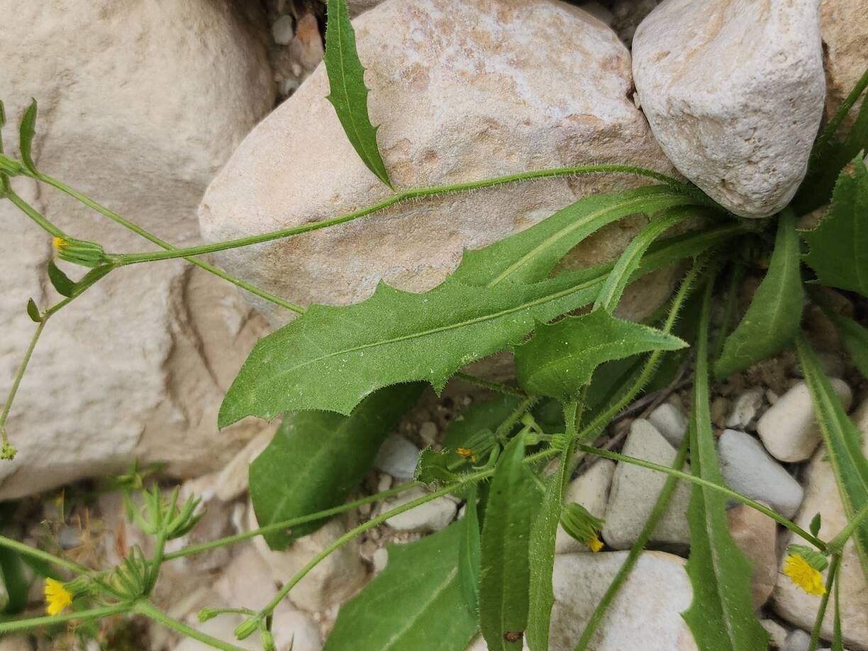 Garhadiolus hamosus — related species from the same genus