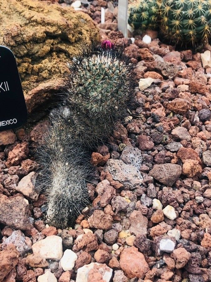 Turbinicarpus viereckii — houseplant care guide
