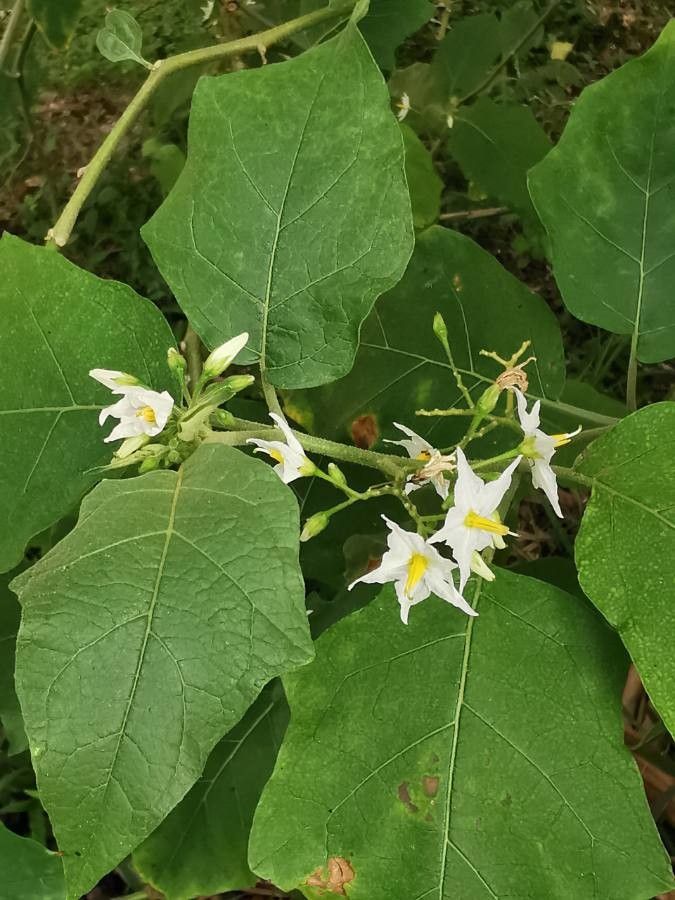 Solanum trilobatum flower