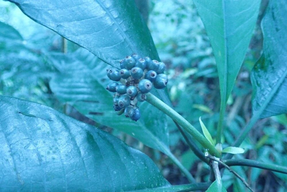 Psychotria spathacea — houseplant care guide