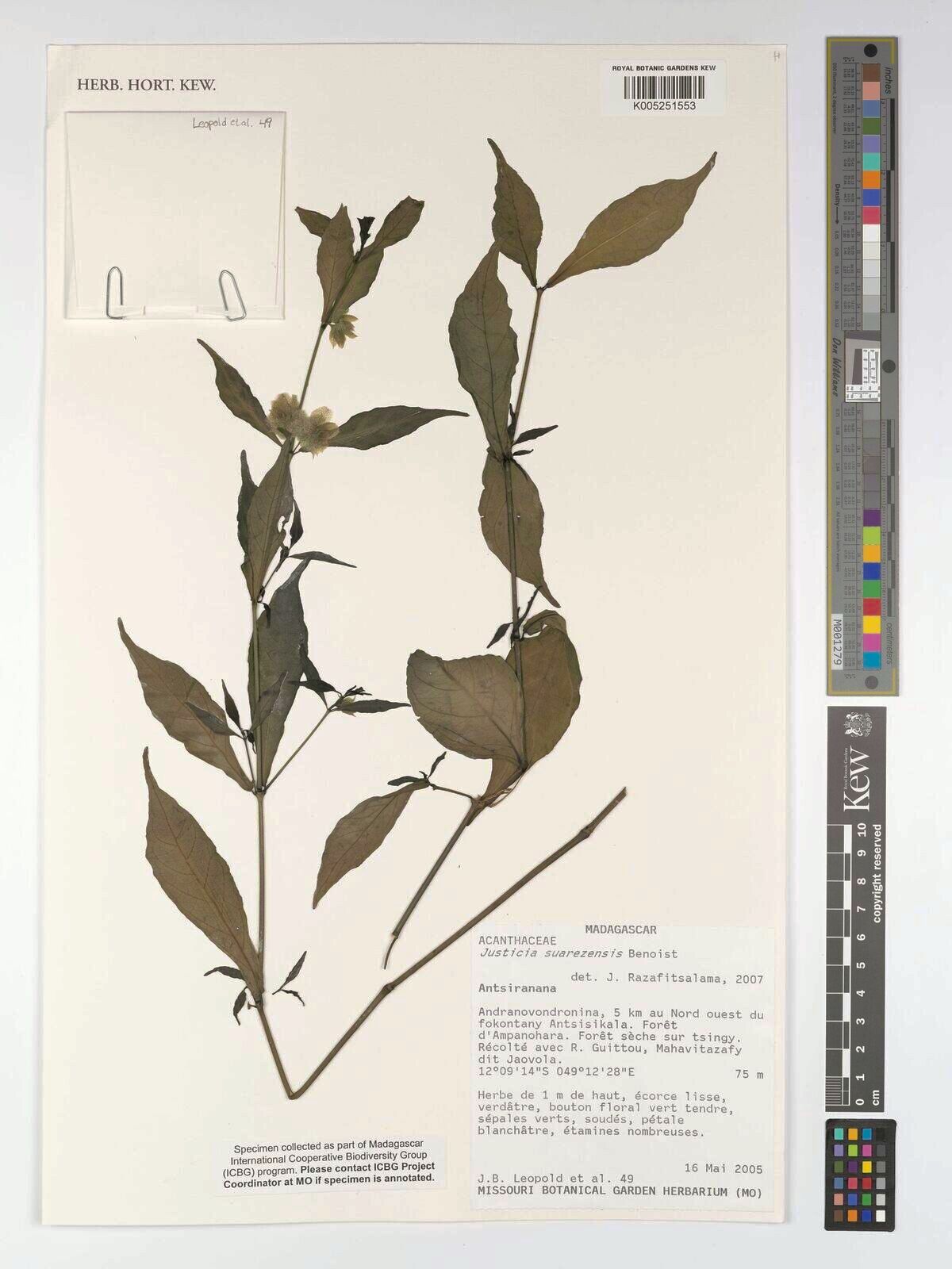 Justicia suarezensis — houseplant care guide