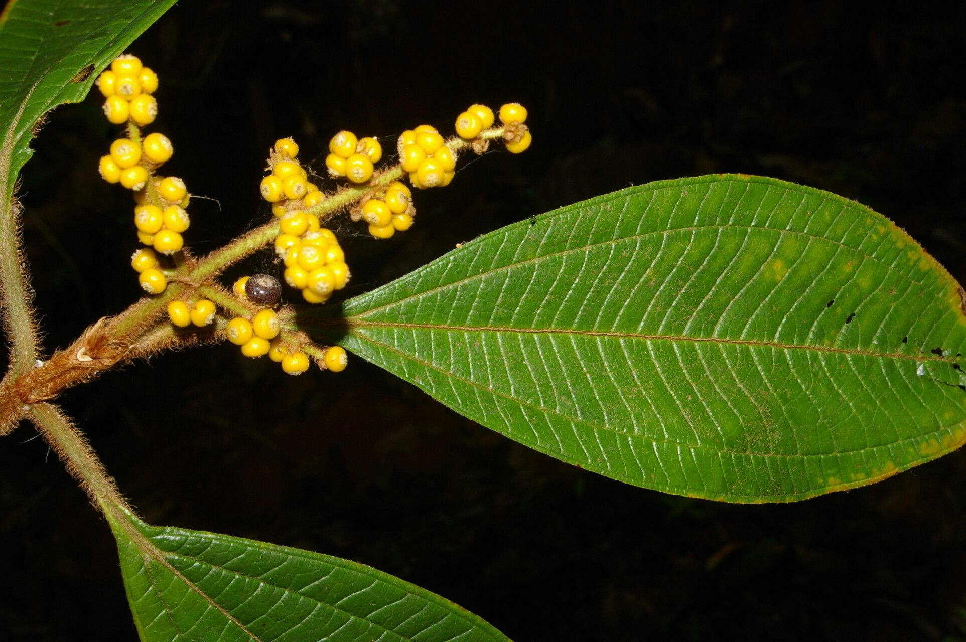 Miconia matthaei leaf