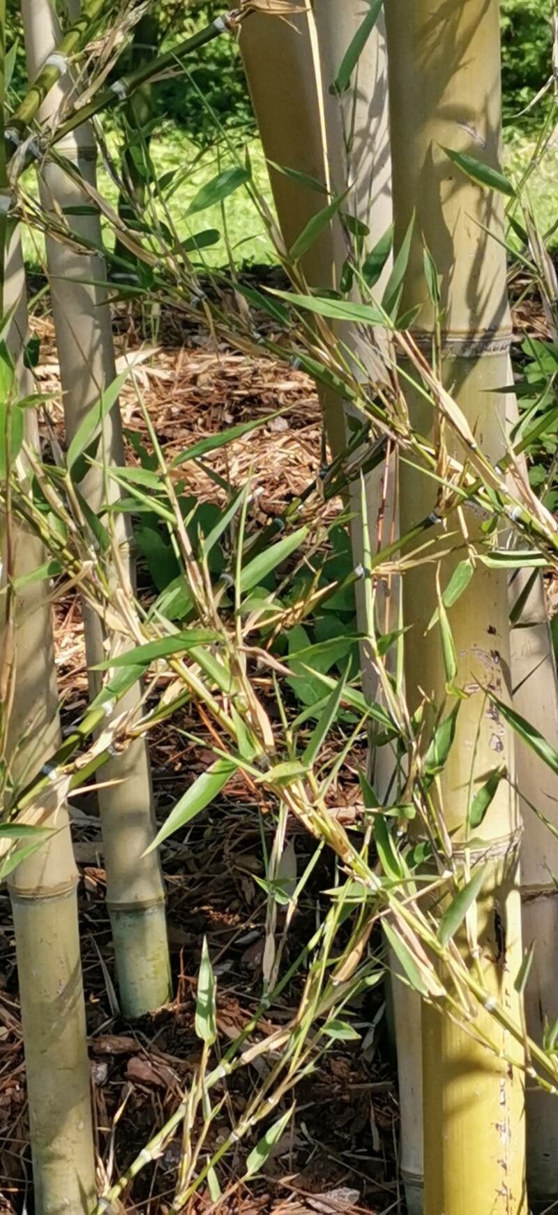 Phyllostachys parvifolia — search result for 'Phyllostachys'