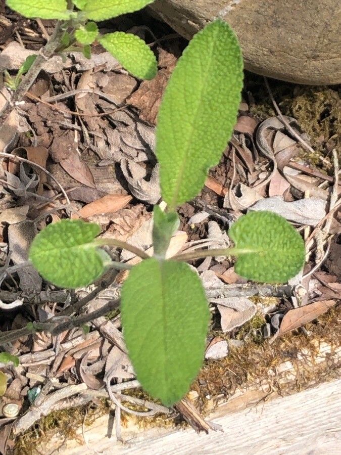 Salvia lavandula leaf
