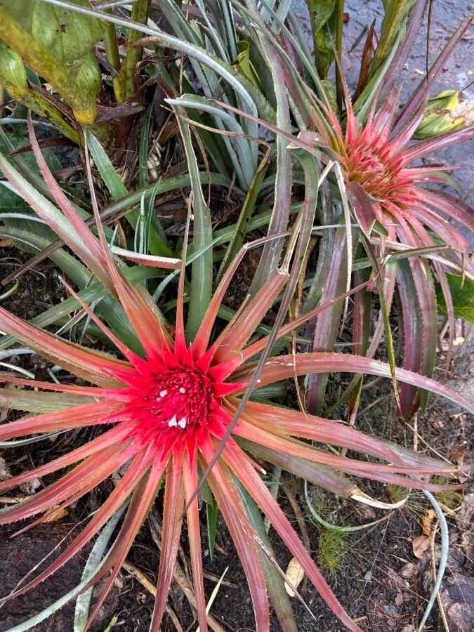 Bromelia balansae flower