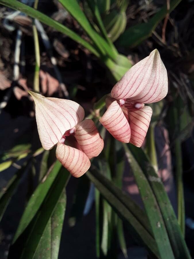 Trigonidium egertonianum flower