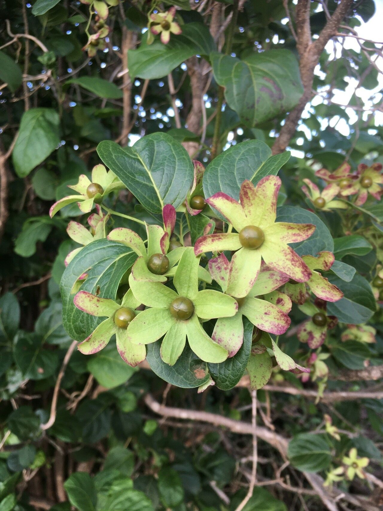 Karomia humbertii fruit