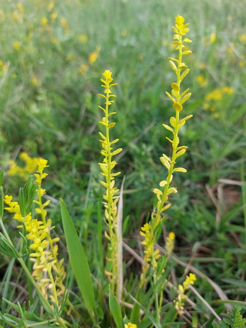 Hammarbya paludosa — search result for 'Malaxis'