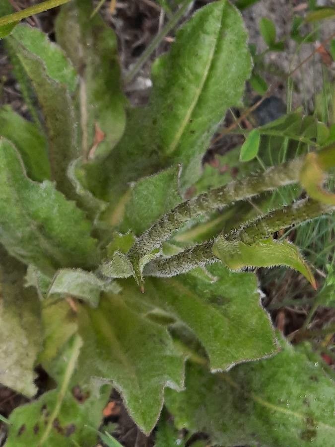 Hypochaeris maculata leaf