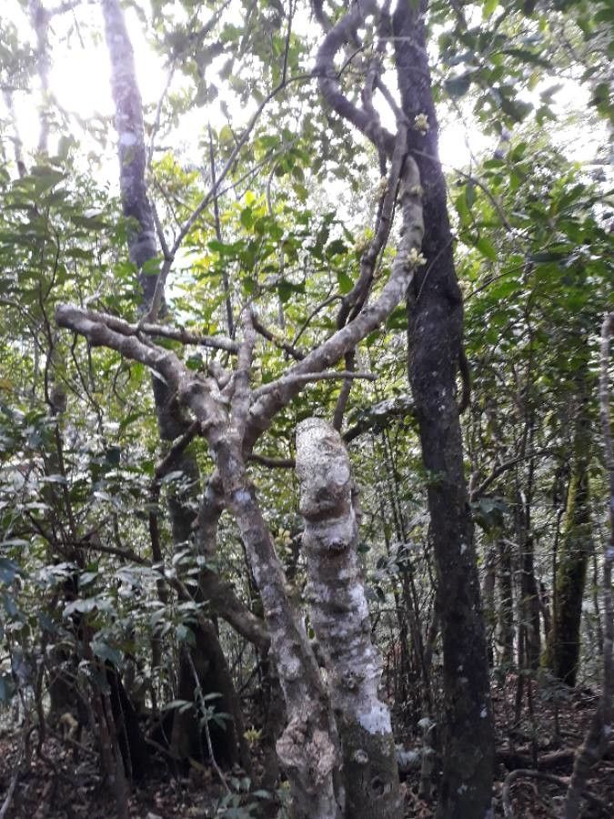 Oxera subverticillata habit