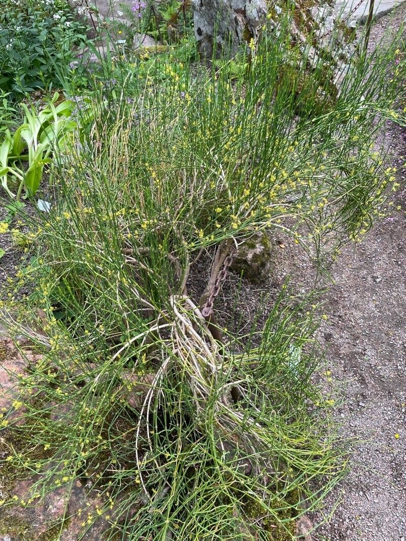 Ephedra distachya subsp. helvetica habit