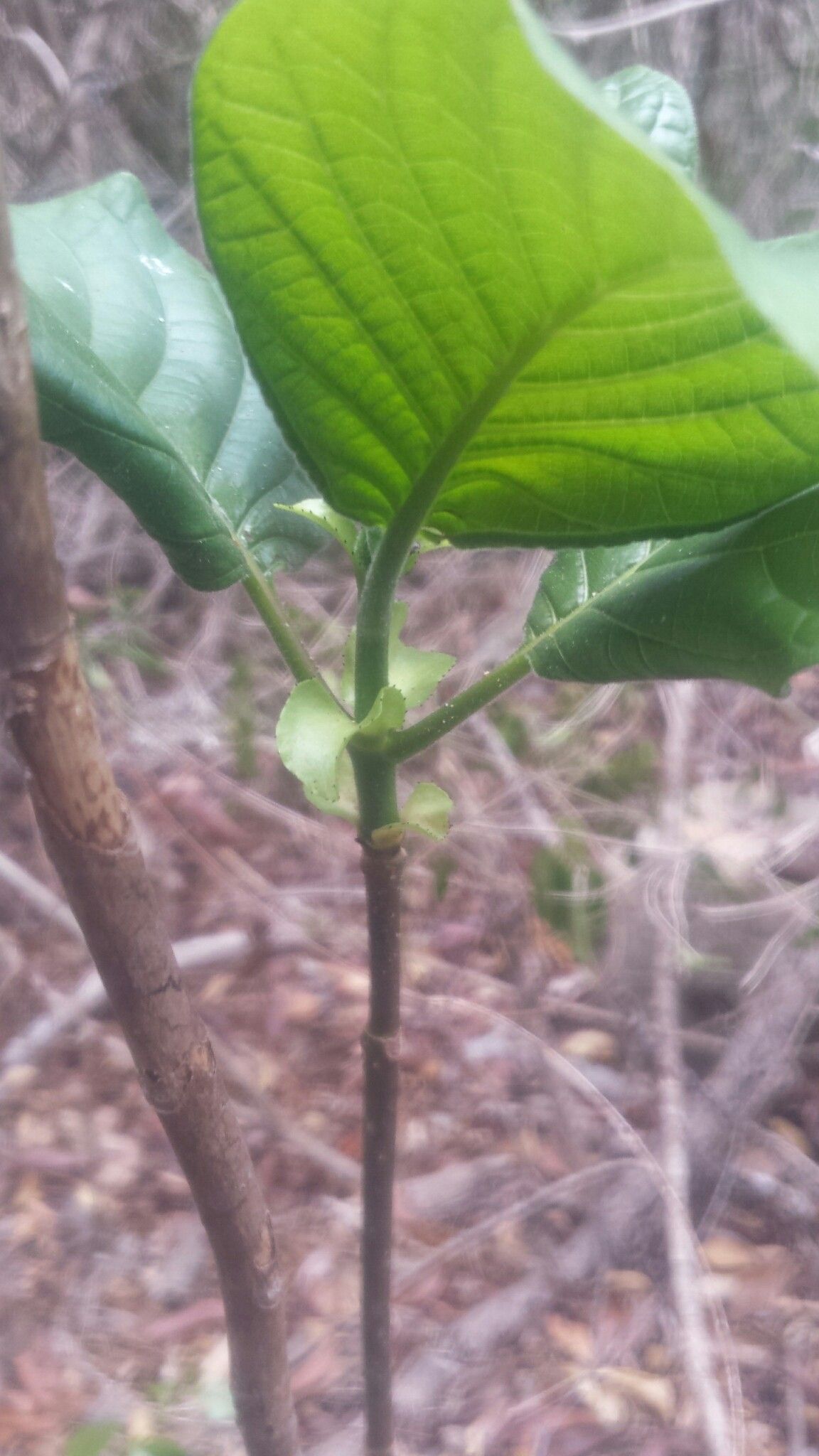 Hymenodictyon septentrionale — houseplant care guide