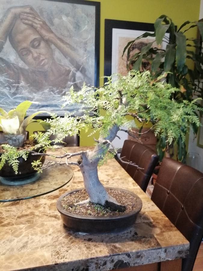 Bursera bipinnata leaf